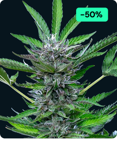 North Thunderfuck Auto